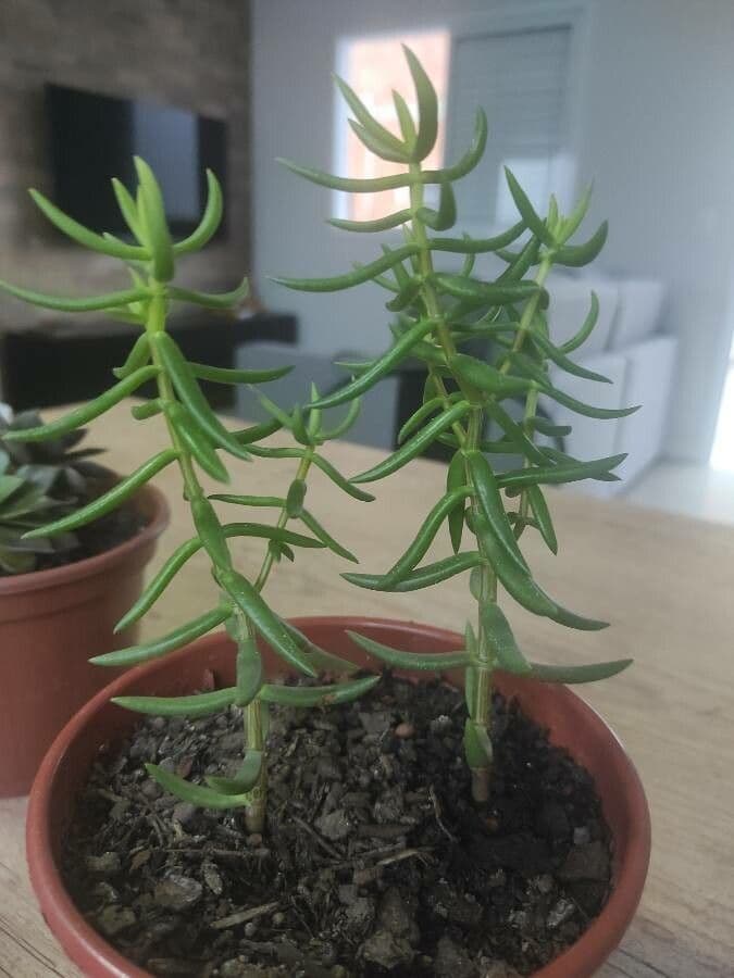 Crassula tetragona 11