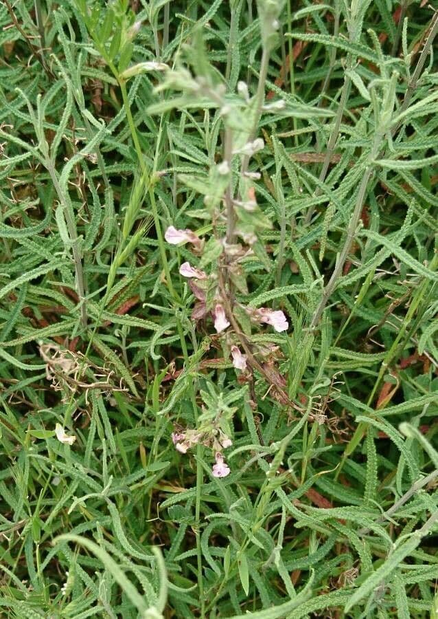 Teucrium 3