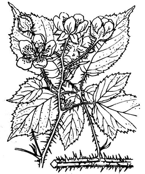 Rovo di Köhler 18