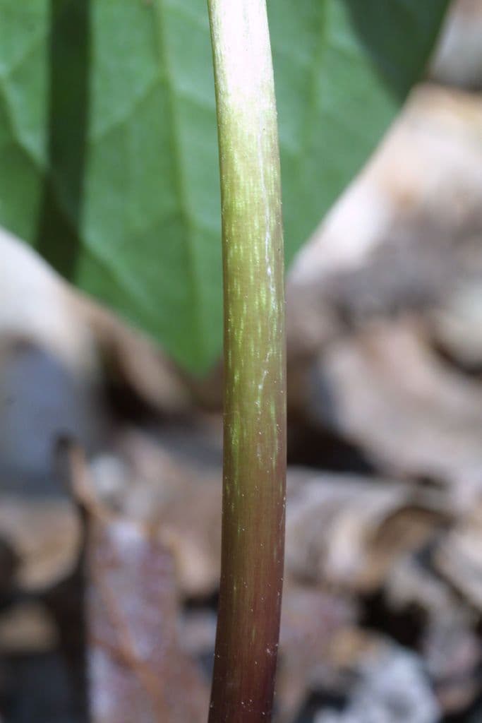 Trillium cuneatum 16