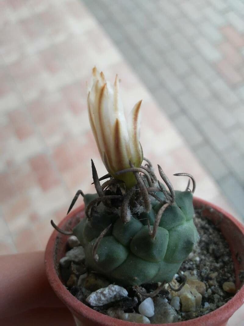 Turbinicarpus 5