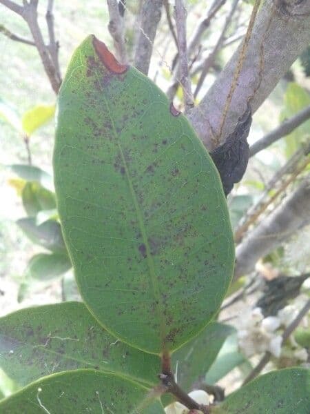 Eugenia 9