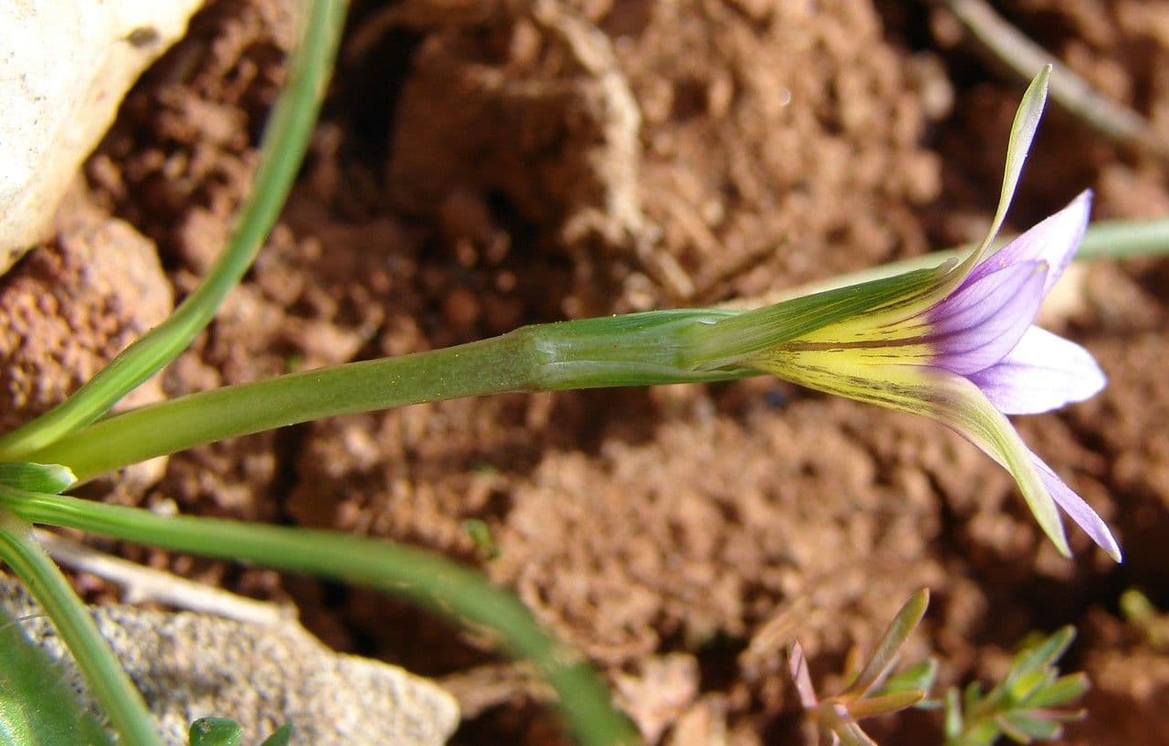 Romulea 12