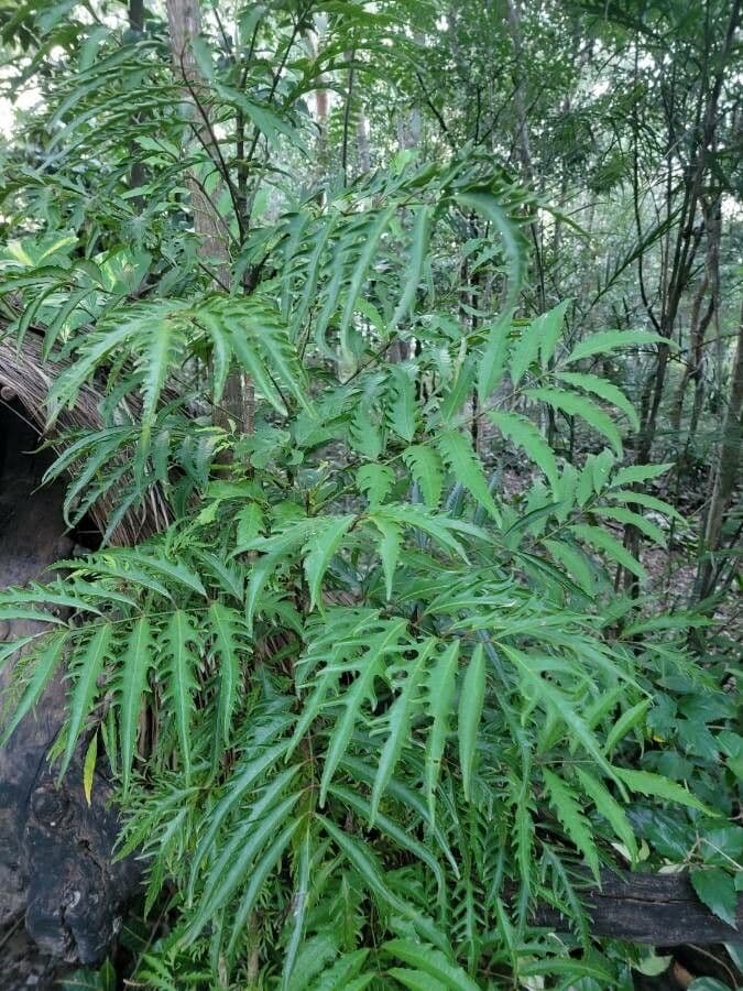 Aralia 13