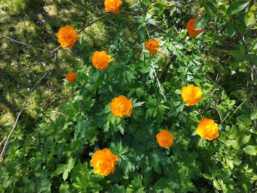 Globeflora asiática 6