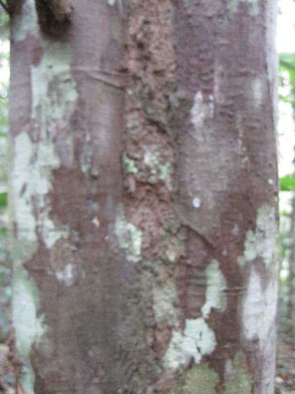 Trattinnickia 4