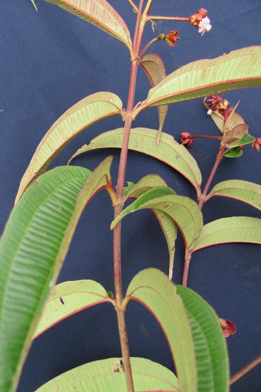 Miconia 9