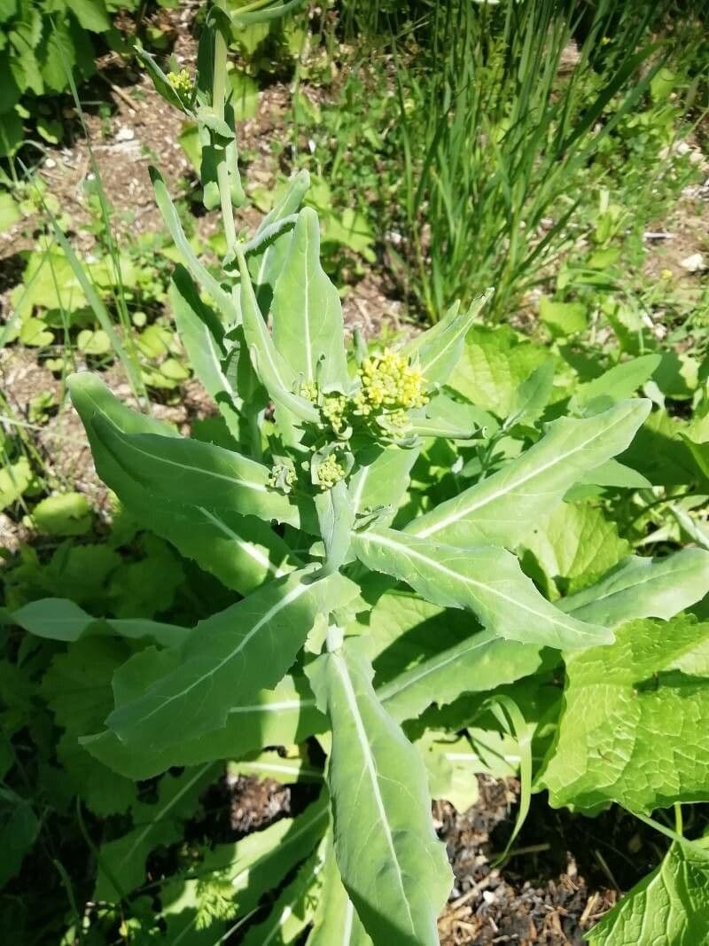 Myagrum perfoliatum 18