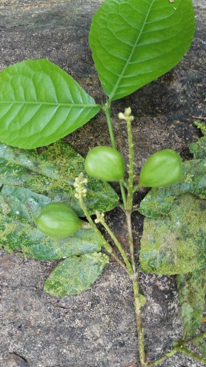 Rinorea 5