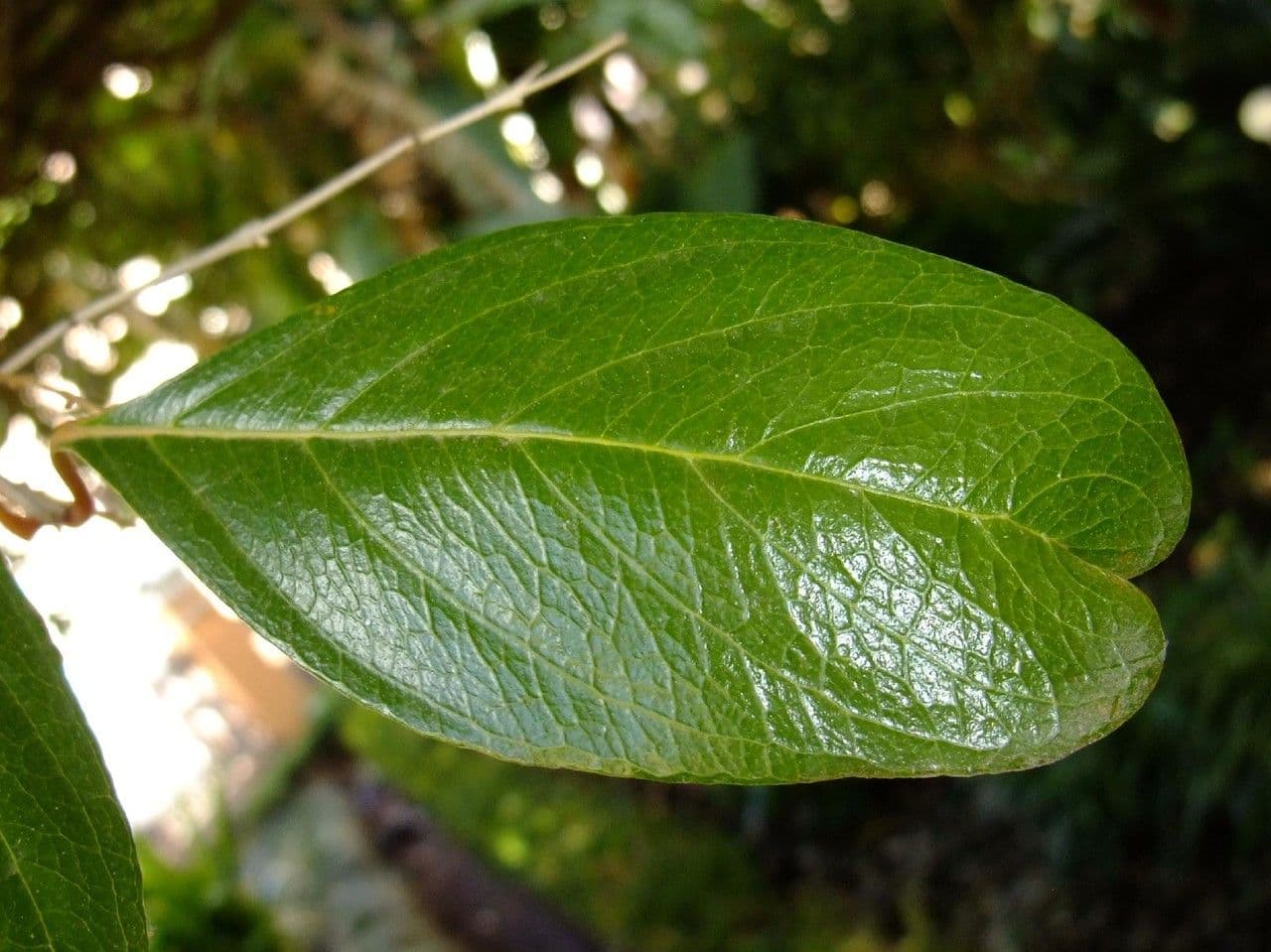 Citharexylum 16