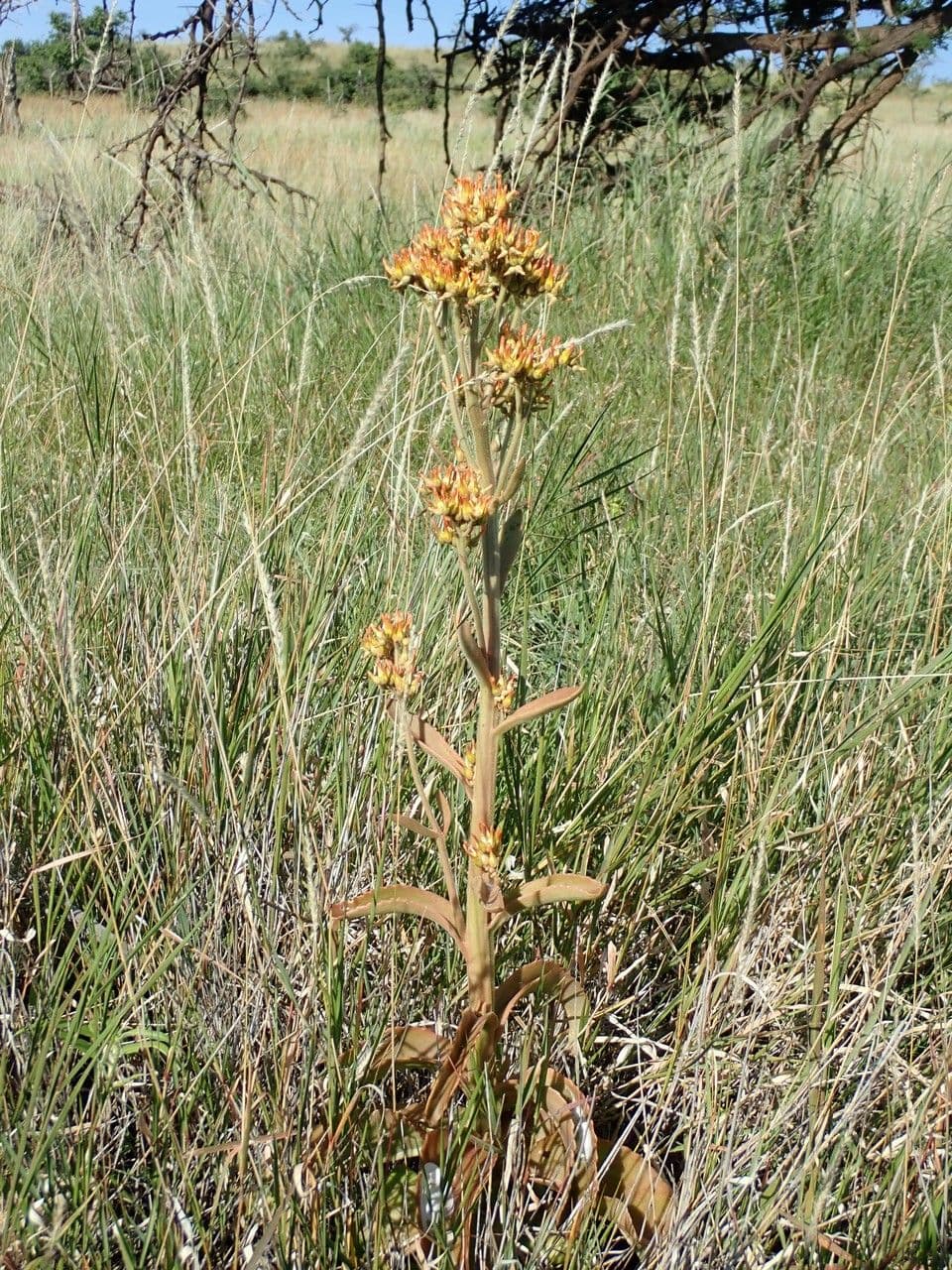 Kalanchoe 16
