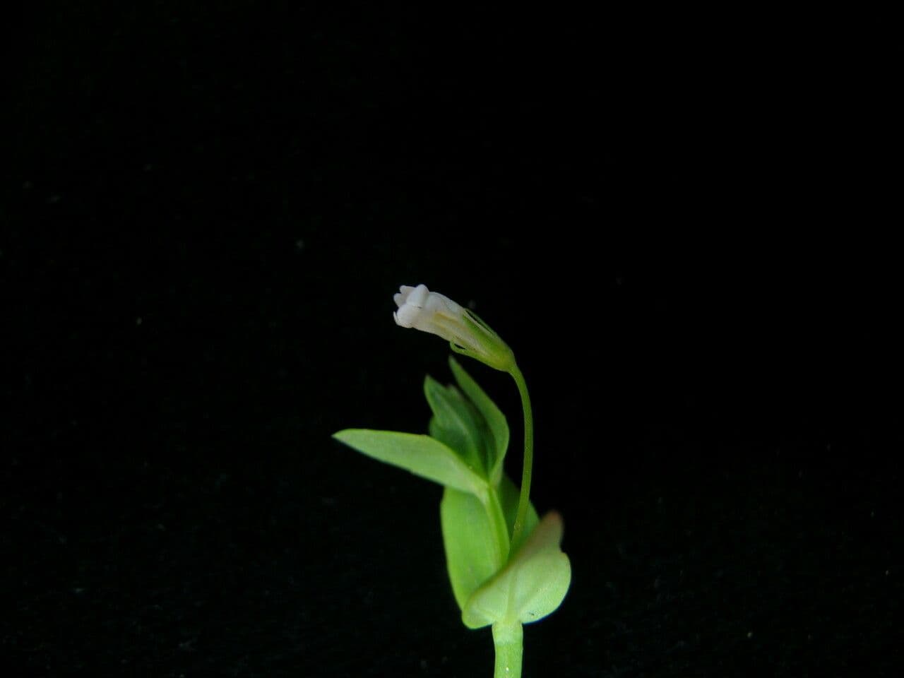 Lindernia parviflora 2