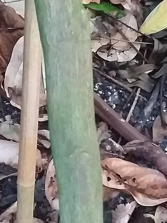 Triphasia trifogliata 13