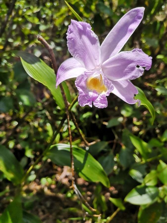 Sobralia 2