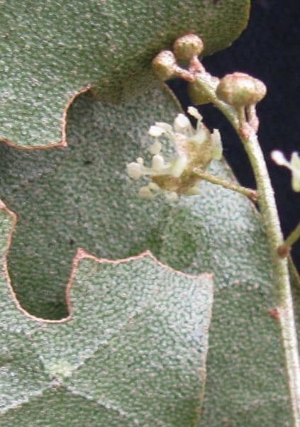 Croton niveo 3