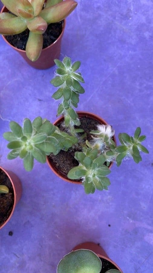 Portulaca 9