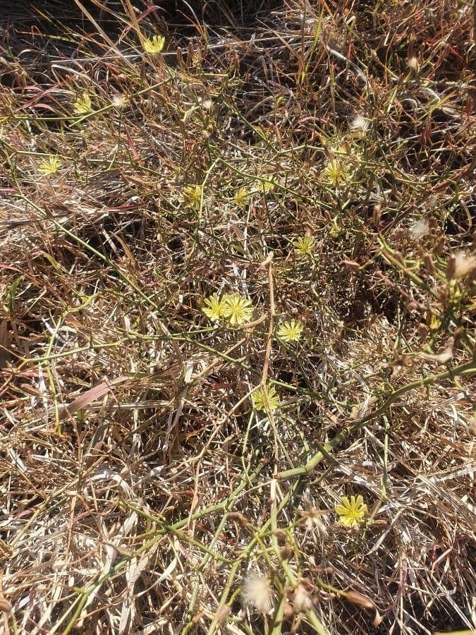 Launaea 11