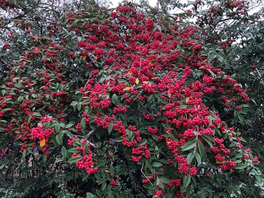 Cotoneaster 12