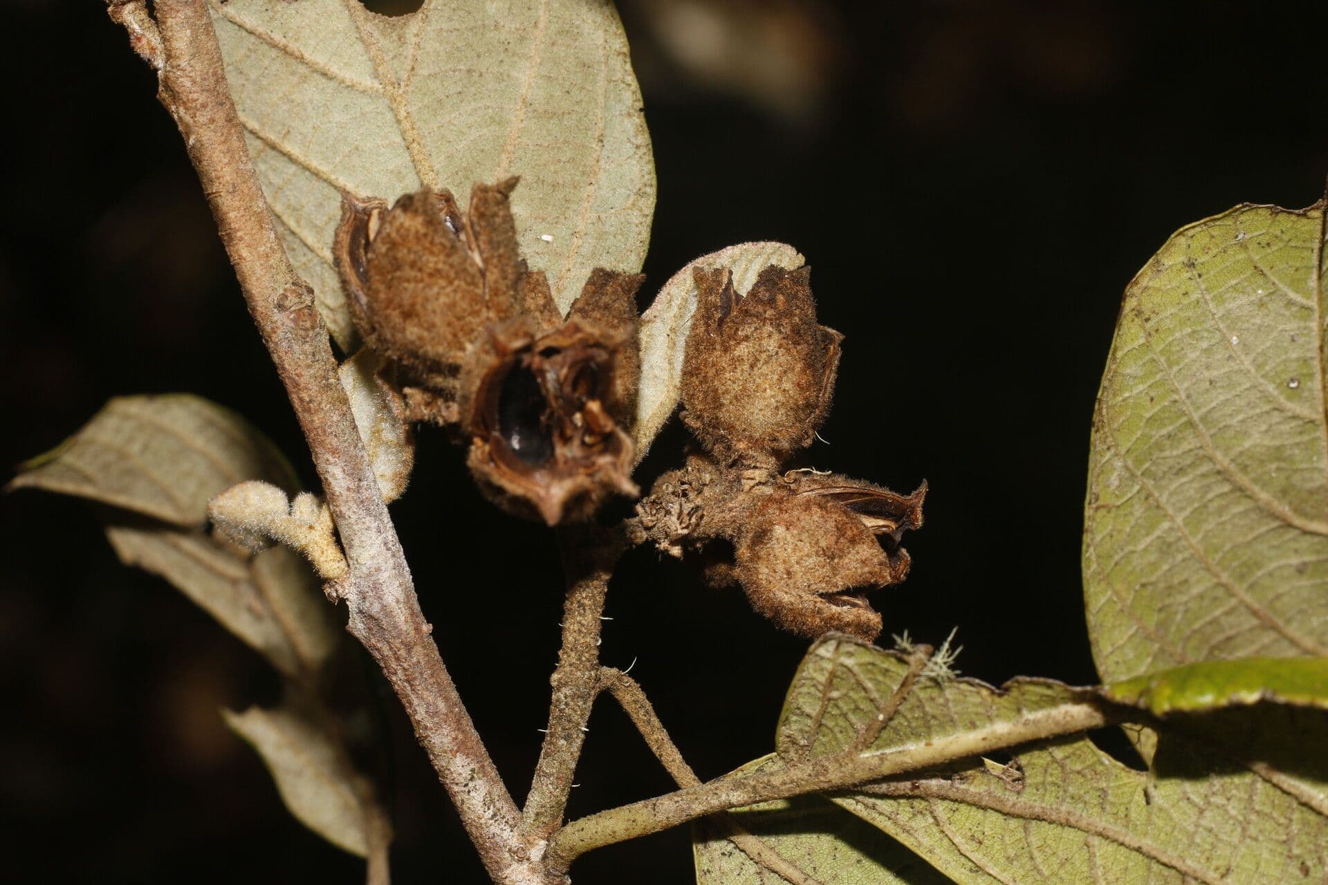 Molinadendron 5