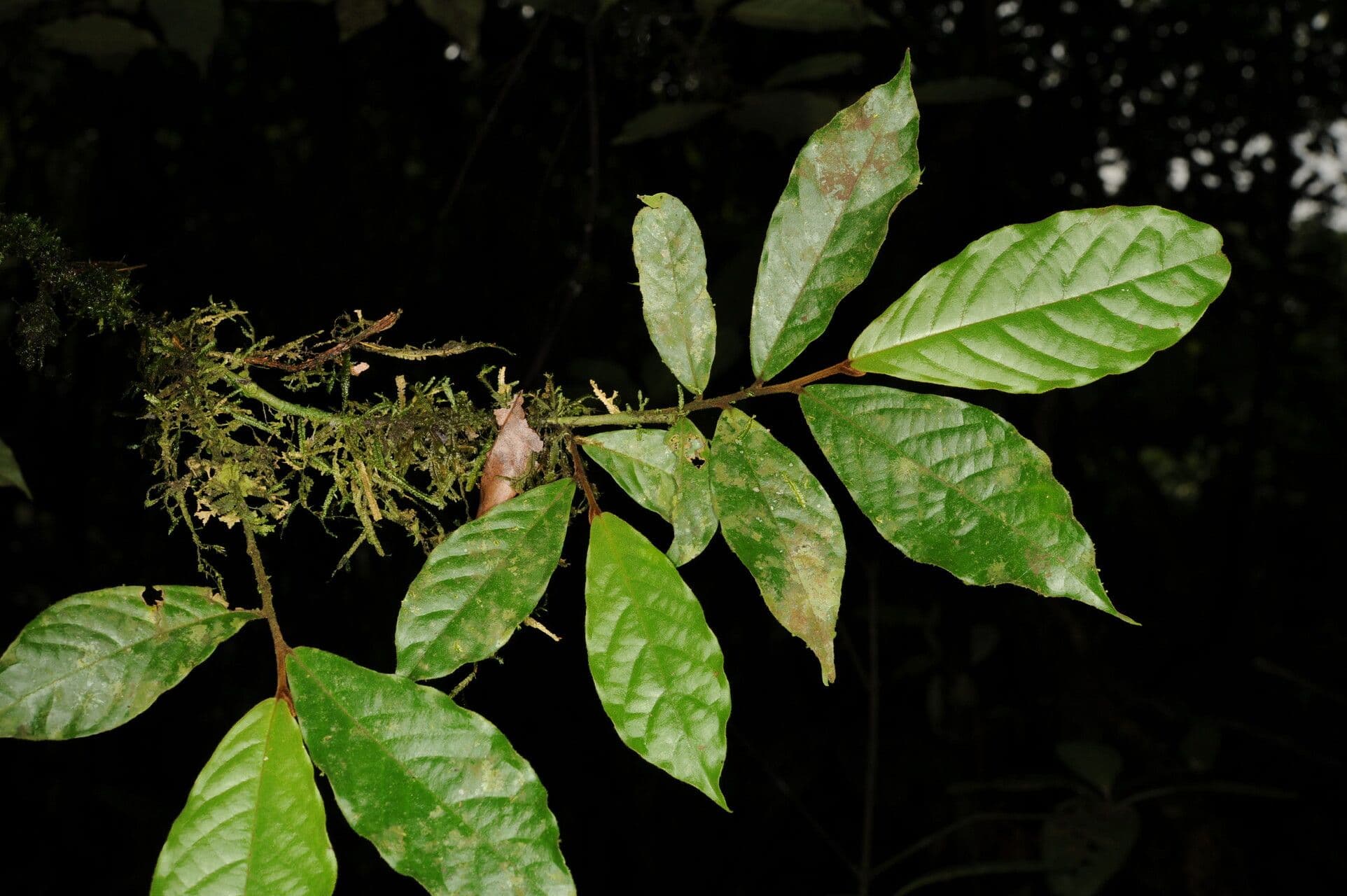 Stenanona