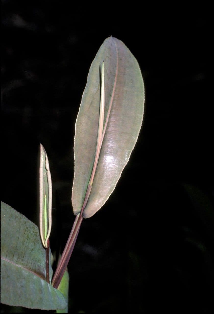 Humiria 8