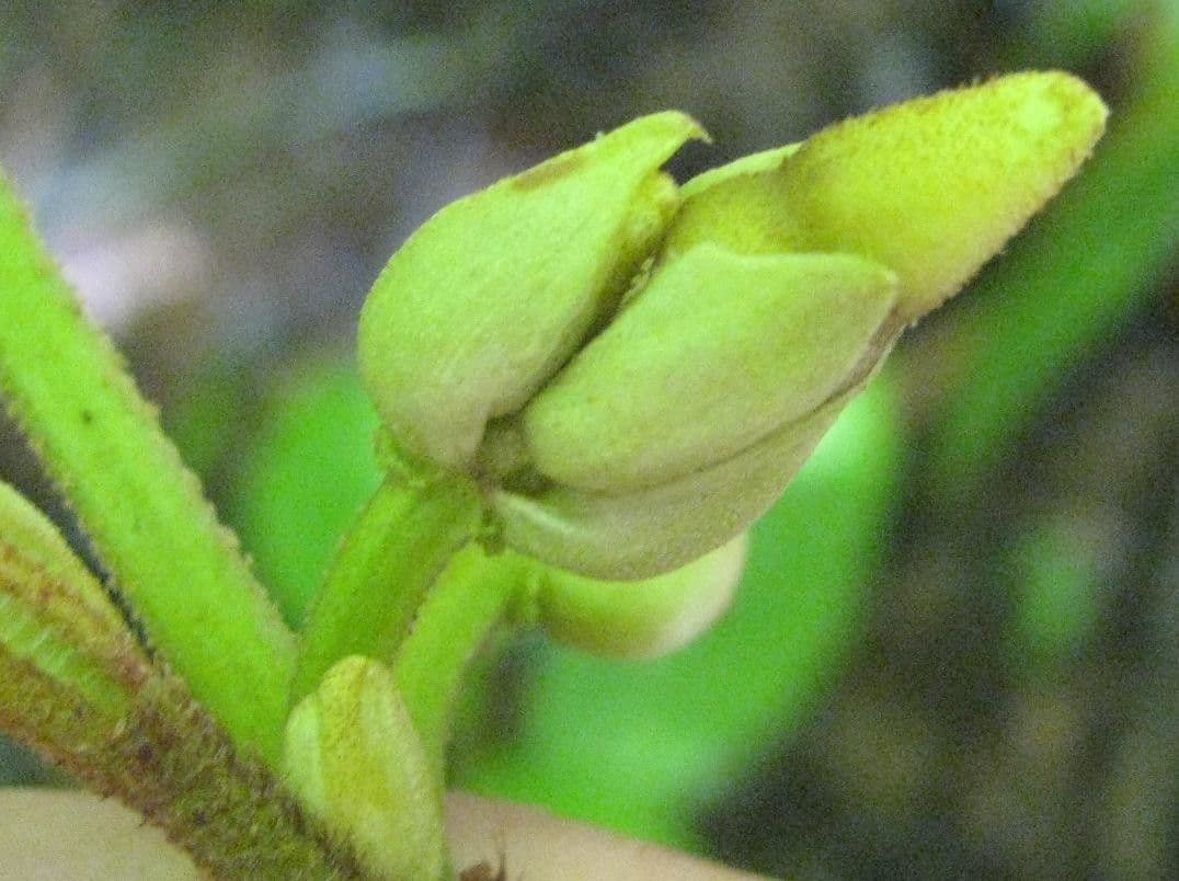 Miconia 3