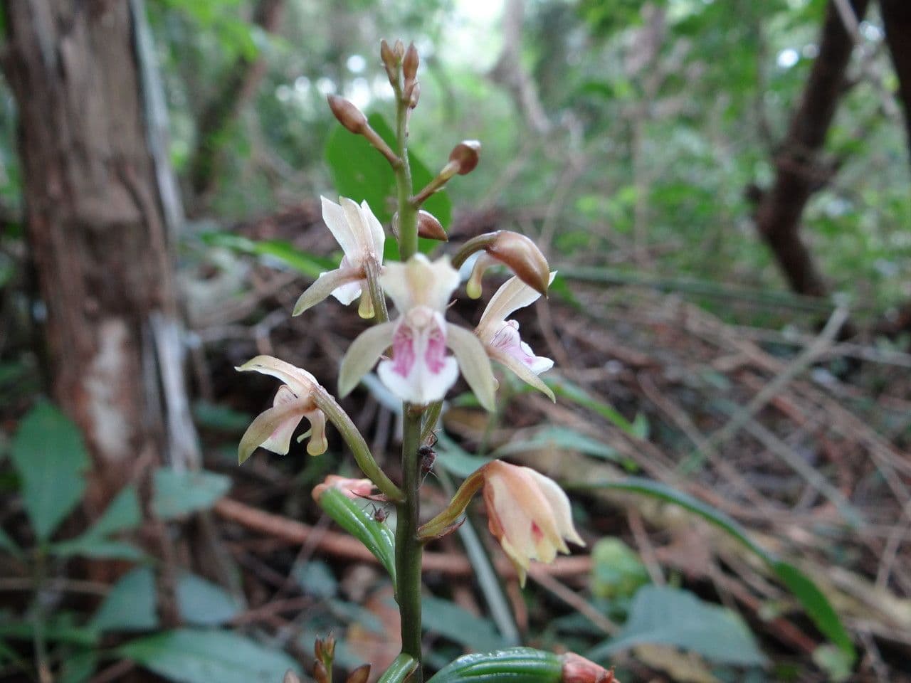 Orchidea monaca 12