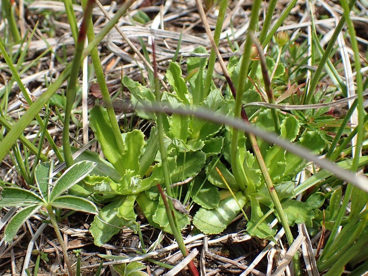 Primula farinosa 22