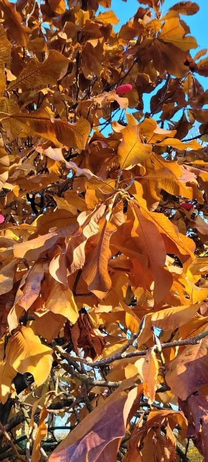 Magnolia à grandes feuilles 19