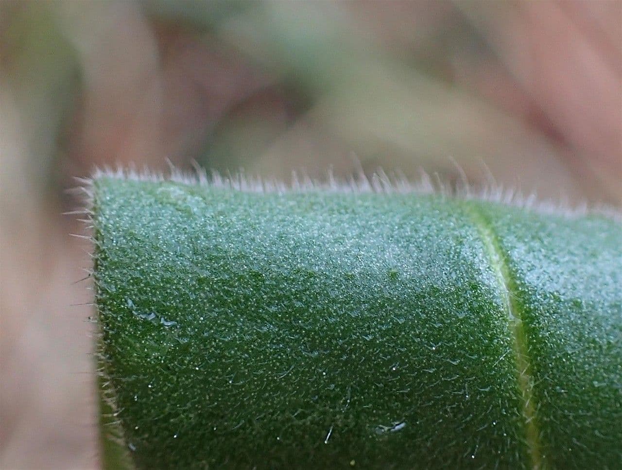 Polmonaria montana 2