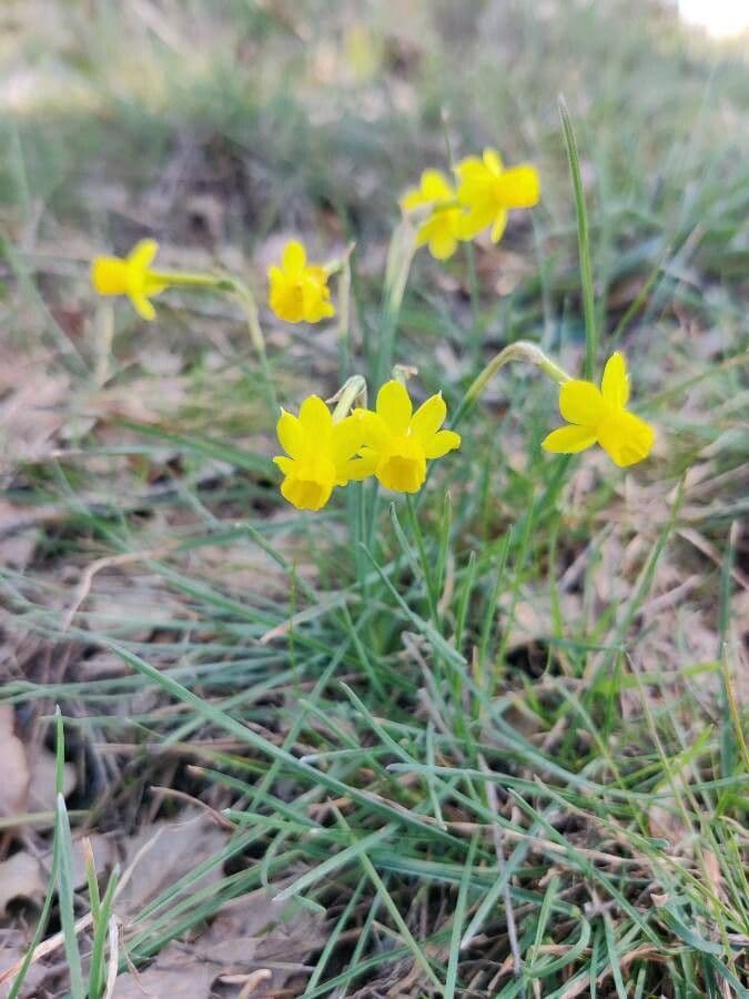 Narciso 11