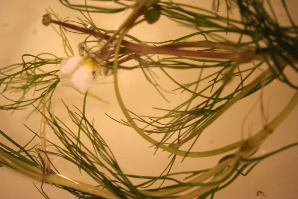Ranunculus fluitans 27