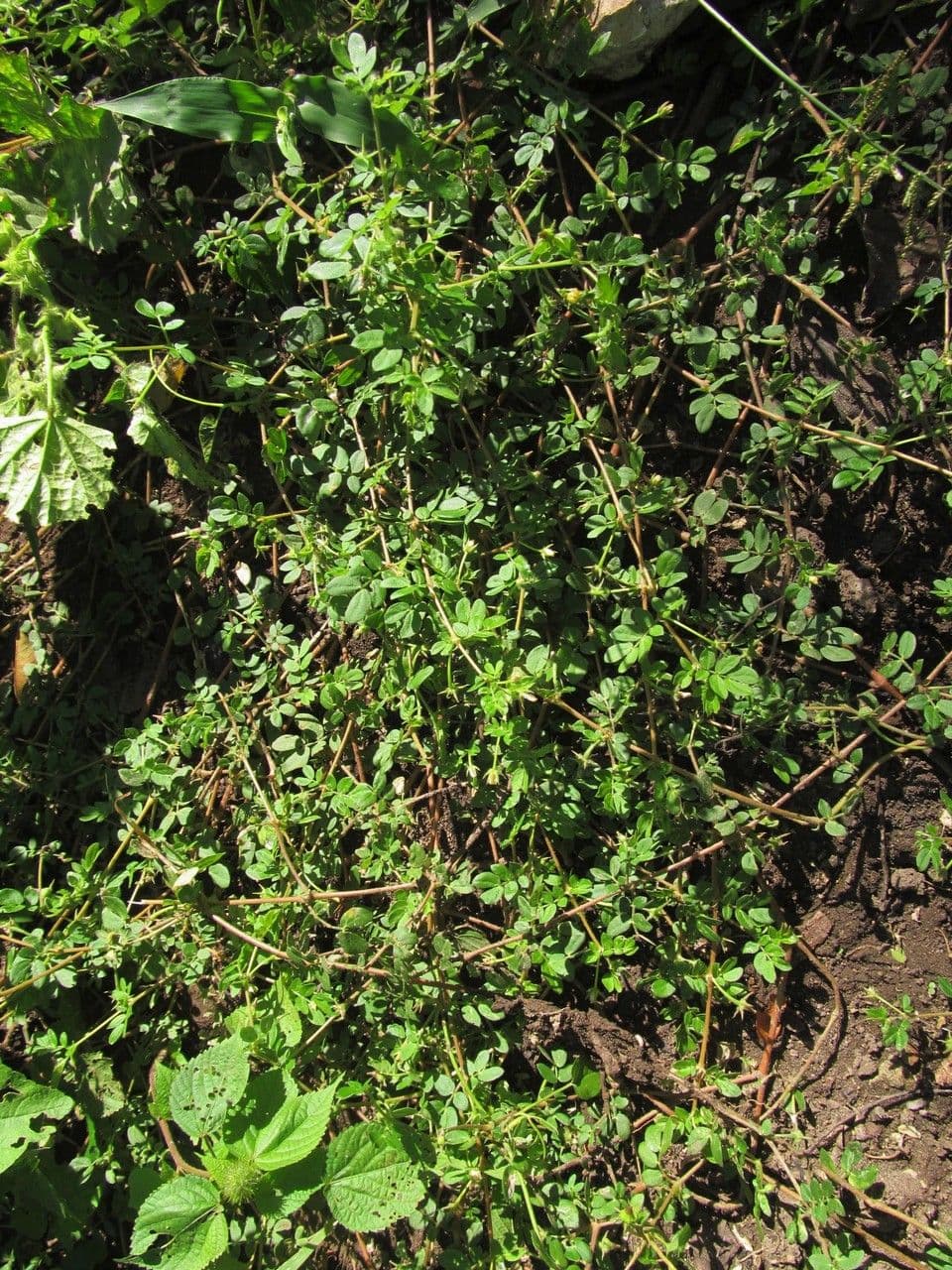 Kallstroemia 9