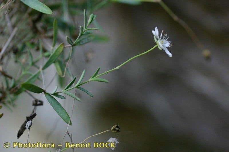 Moehringia 11