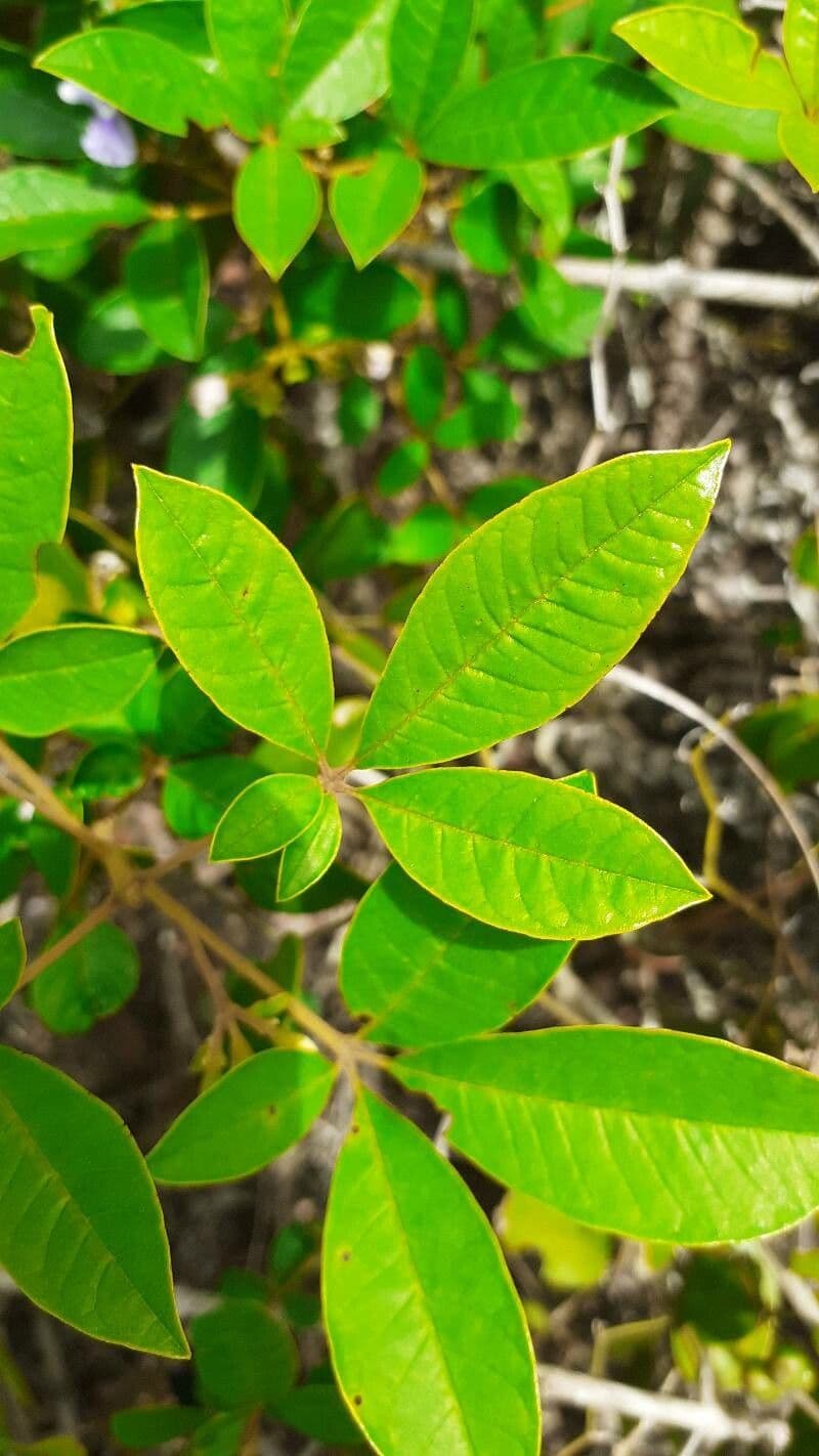 Vitex megapotamica 12