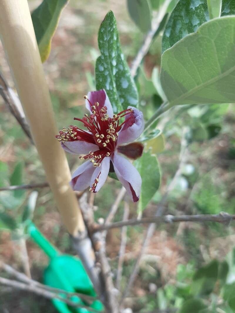 Feijoa 29
