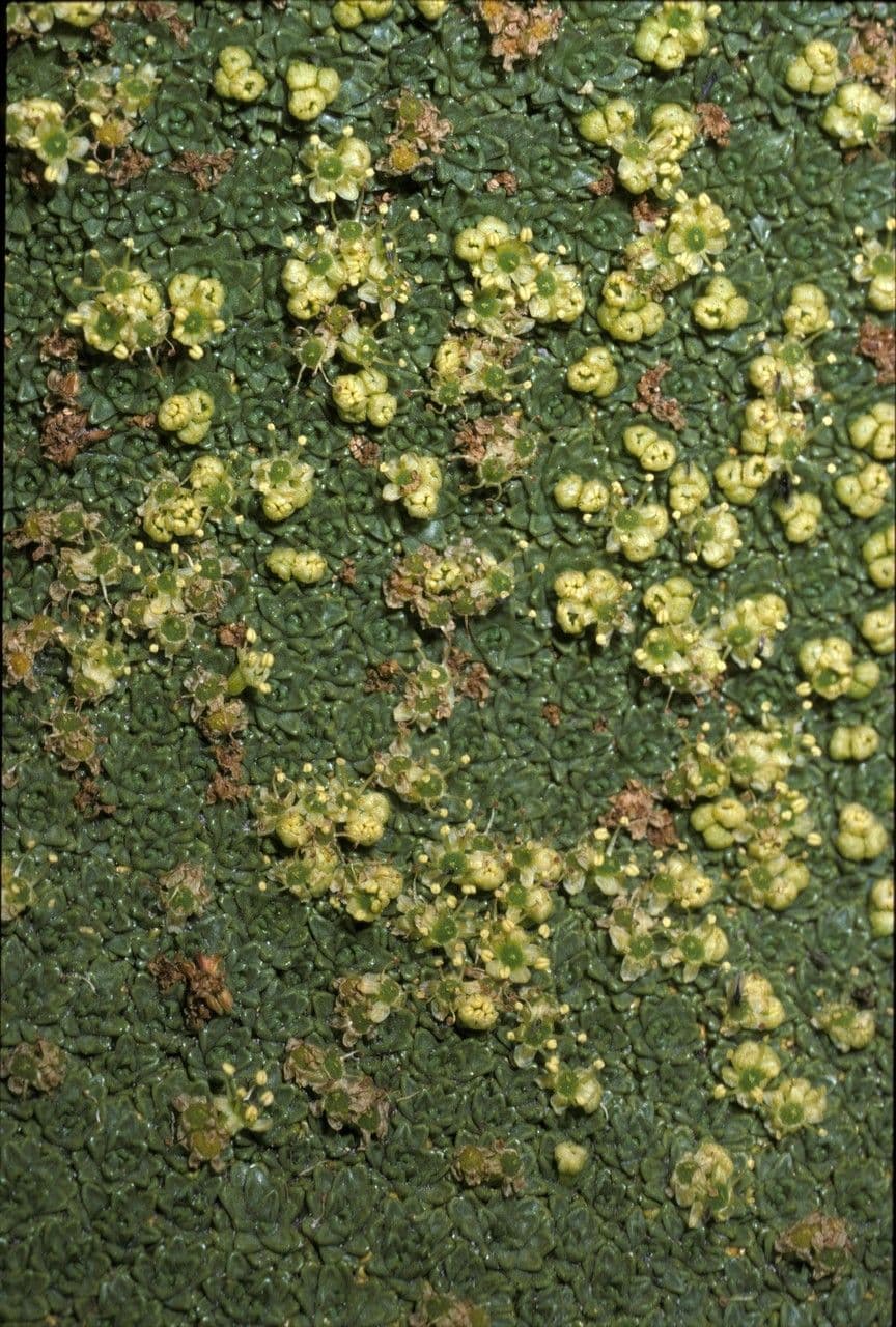 Azorella 3