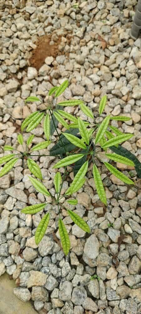 Schefflera