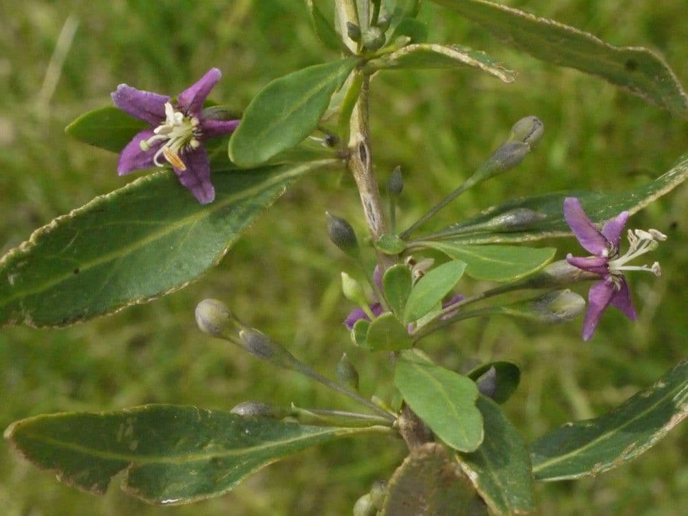 Licium europeo 28