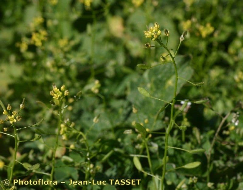 Draba lesná 18