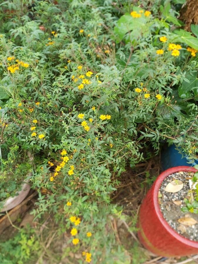 Tagetes 13