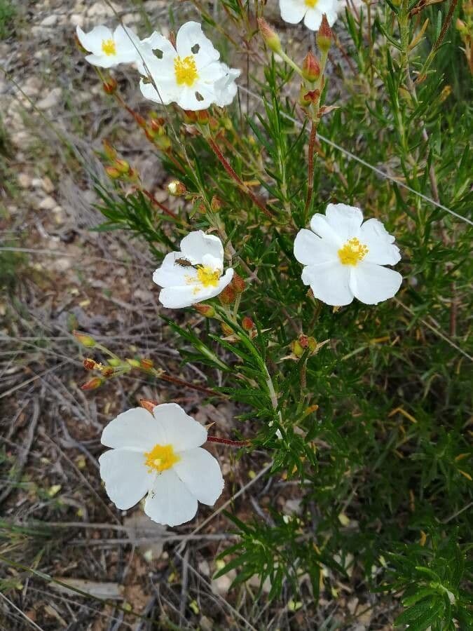 Czystek 6