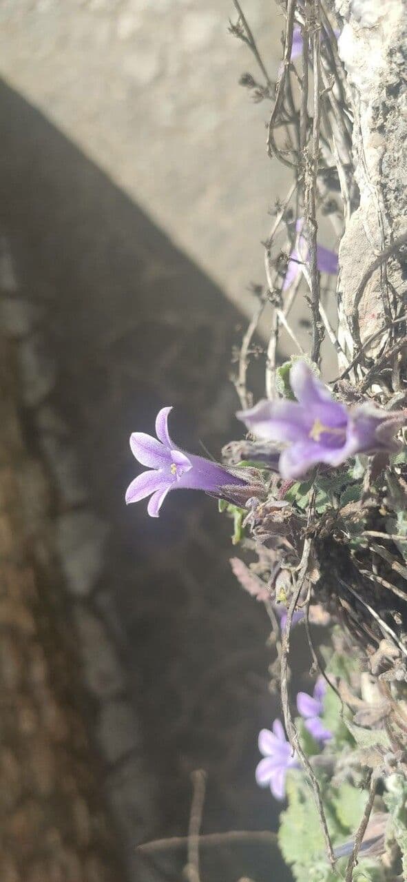 Campanula 3