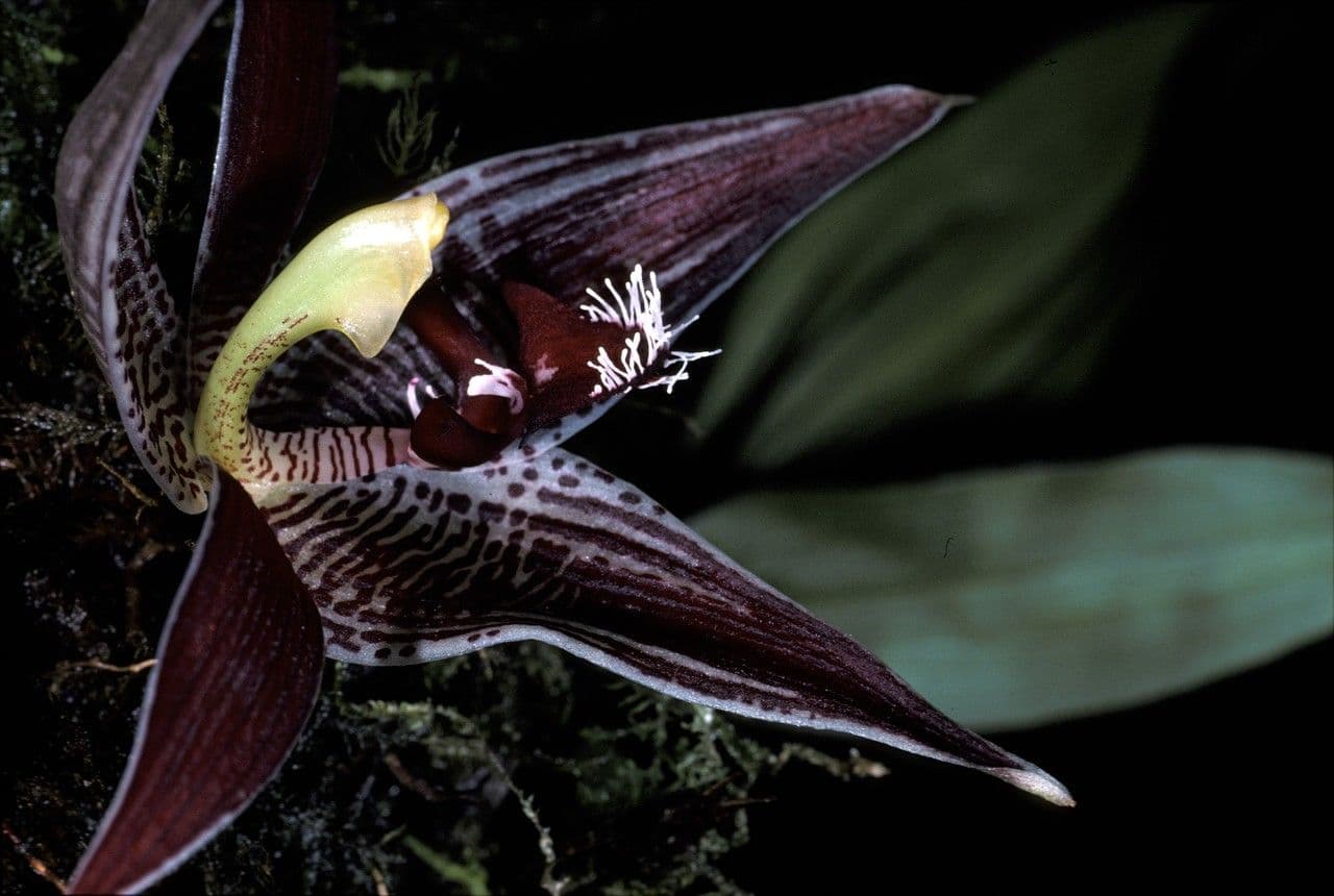 Paphinia 4