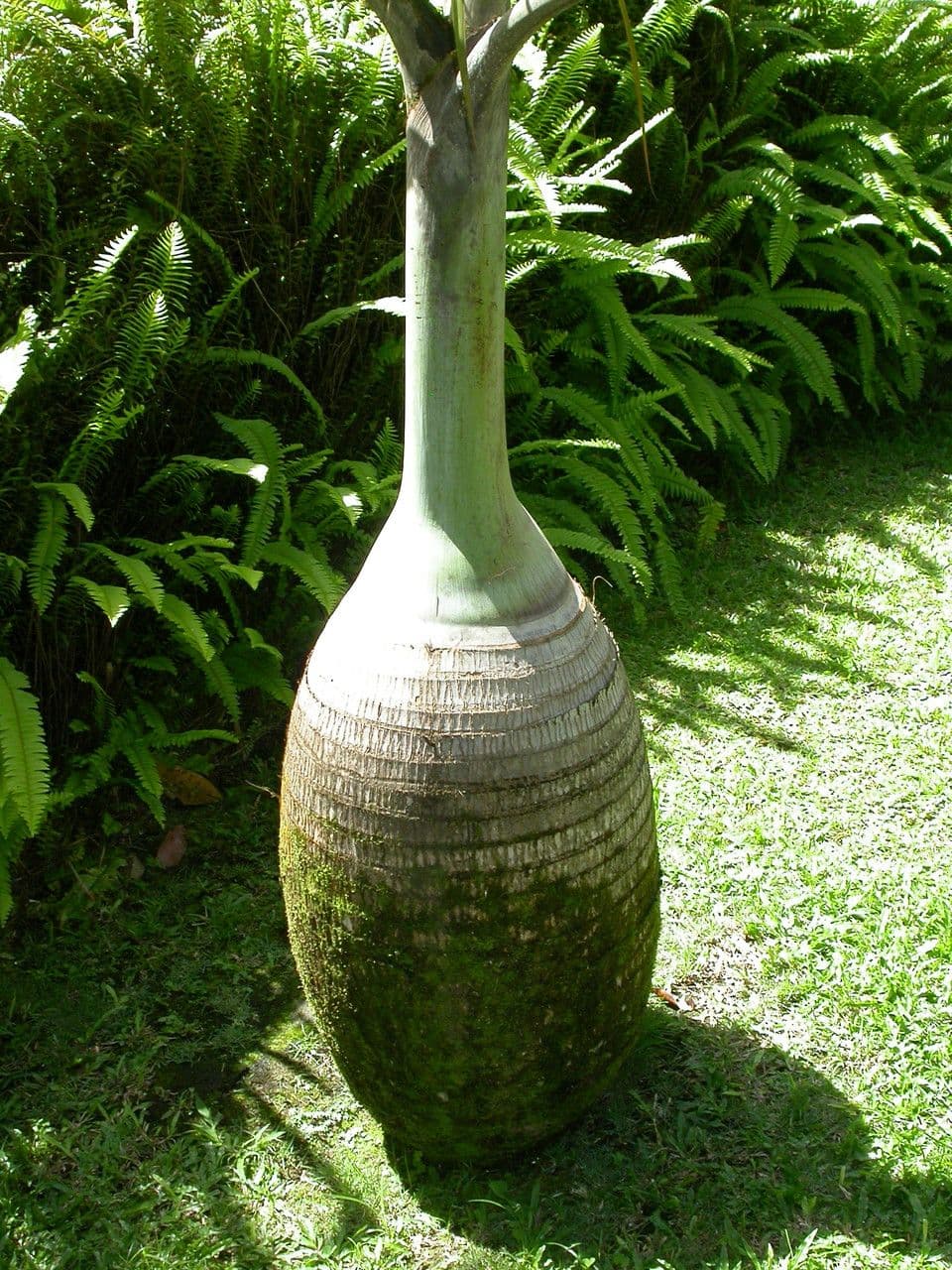 Palmier bouteille 24