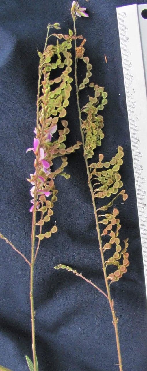 Desmodium cajanifolium 21
