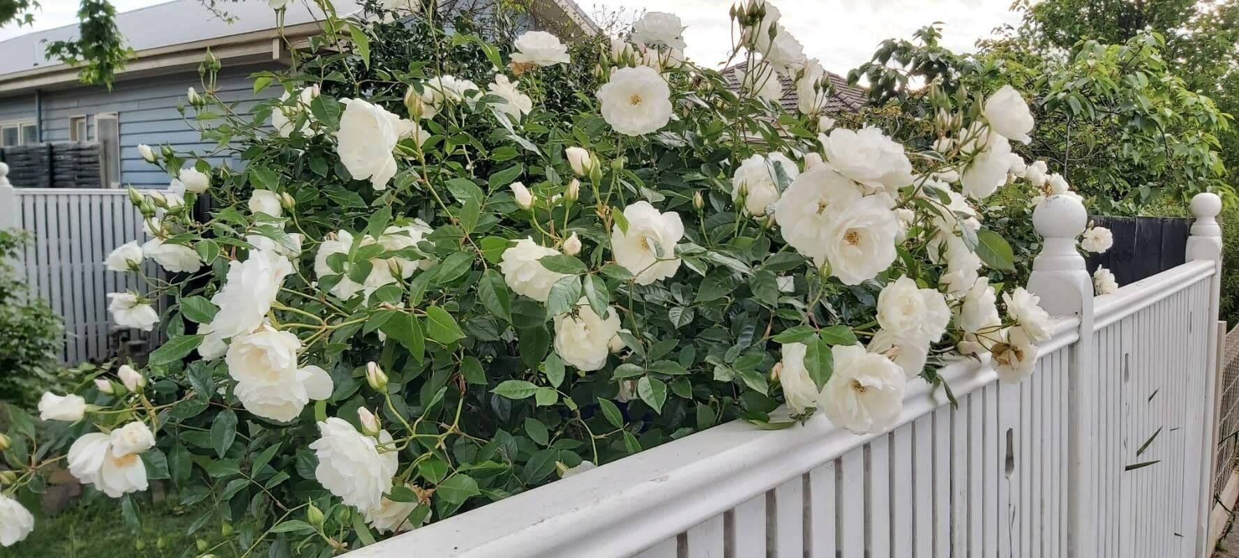 Moschus-Rose 13