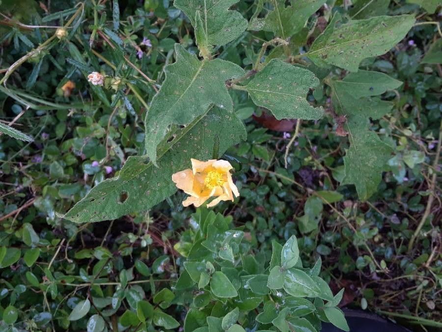 Malvastrum aurantiacum