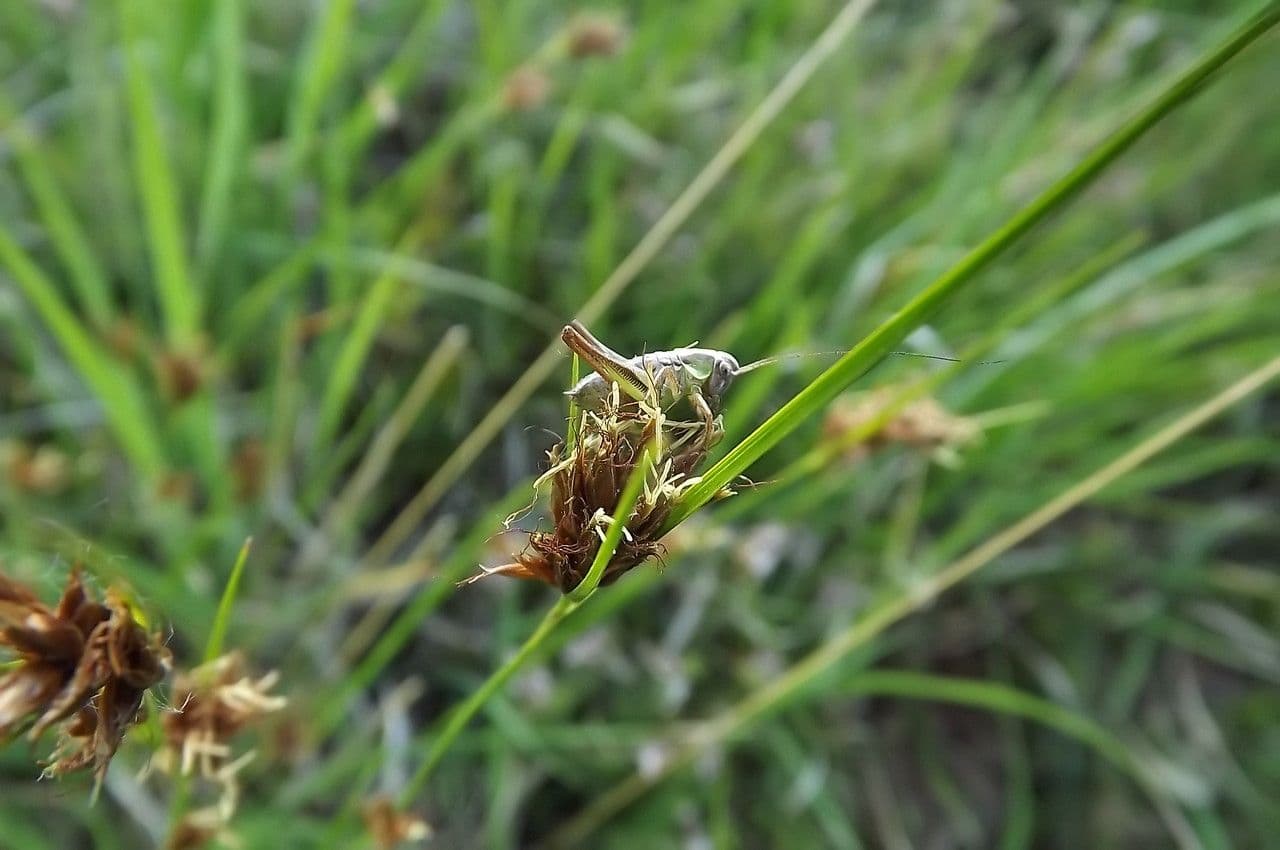 Rincoespora parda 7