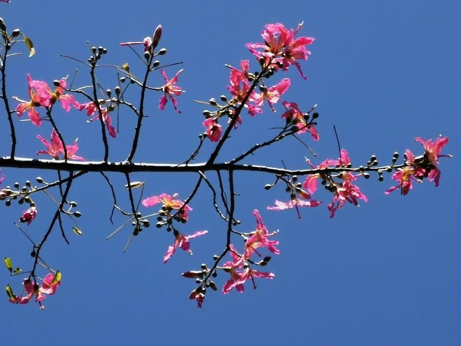Ceiba speciosa 10